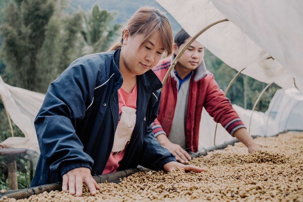thai coffee farmers thai coffee farmers